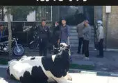 توضیح بانک ملی ایران درباره تقاضای تسویه بدهی یک فرد با گاو
