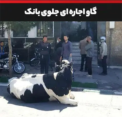 توضیح بانک ملی ایران درباره تقاضای تسویه بدهی یک فرد با گاو
