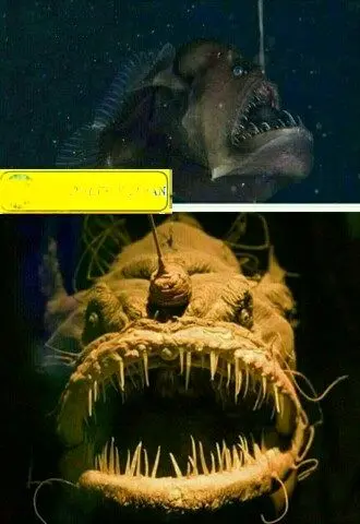 ترسناکترین ماهی نورانی جهان+عکس