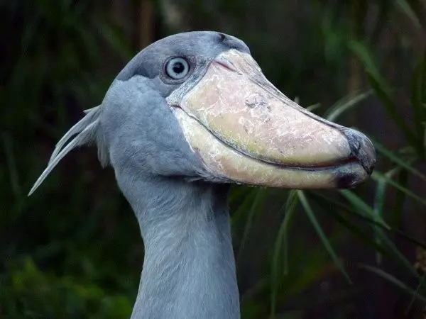  لک لکی شبیه دایناسور بالدار با عادت‌های عجیب + عکس