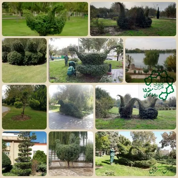 اجرای هرس توپیاری و فرم دهی درختچه های منطقه15