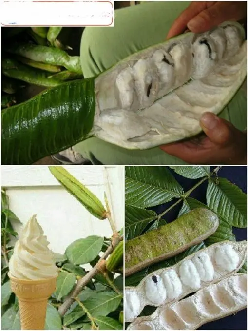 بستنی جنگلی +عکس
