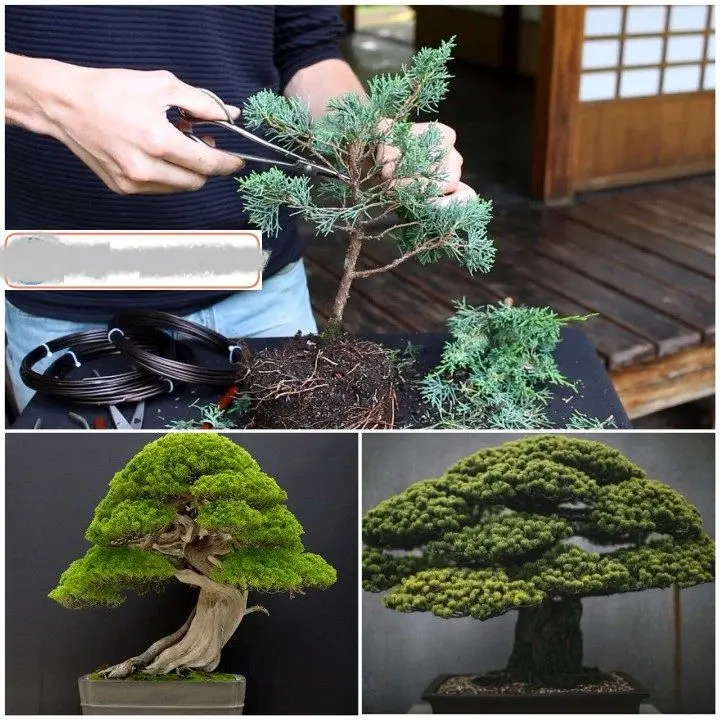 گلدانی که از سال 1625 میلادی تاکنون زنده مانده است!+عکس