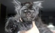 گربه ای که شبیه انسان است+عکس