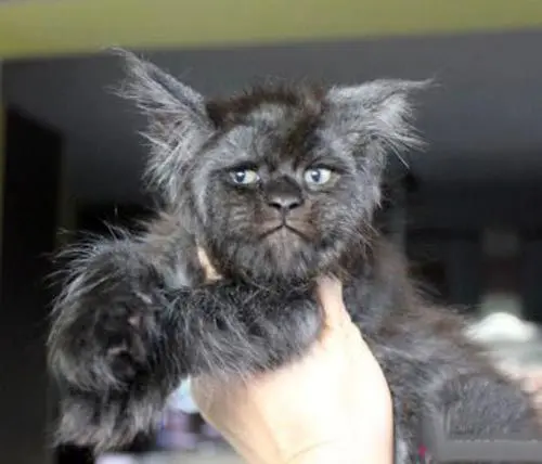 بیماری وحشتناکی که از گربه به صاحبش سرایت کرد! +تصاویر