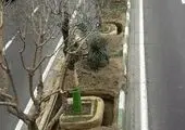 حال و هوای نوروز، کوچه و خیابان قلب طهران را فرا گرفت

