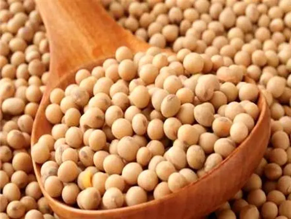 واردات ۲ میلیون و ۱۳۳ هزار تن دانه های روغنی به کشور