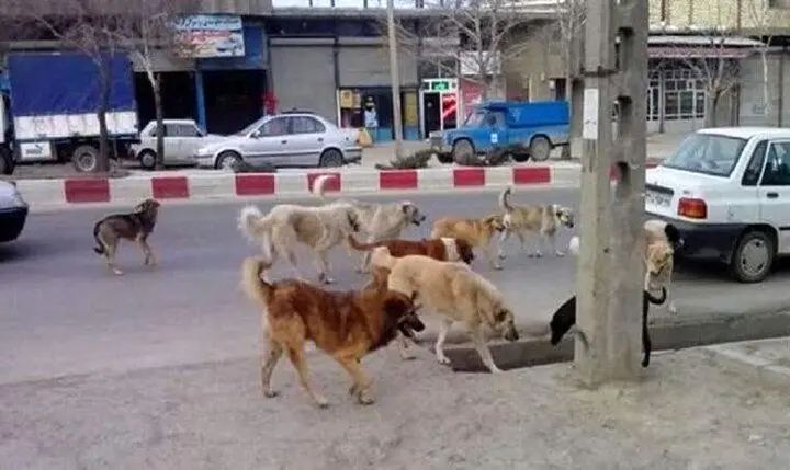 شهرداری تهران چگونه سگ‌های بلاصاحب را ساماندهی می‌کند؟