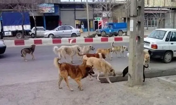 شهرداری تهران چگونه سگهای بلاصاحب را ساماندهی میکند؟