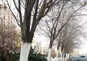 به زراعی بیش از 7 میلیون متر مربع از فضای سبز منطقه 13

