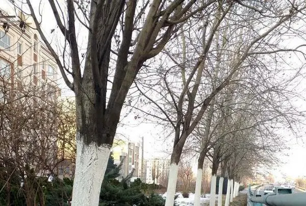 اجرای عملیات باندینگ درختان منطقه 2