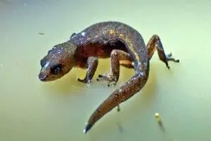 شکار قاتل توسط تمساح +عکس