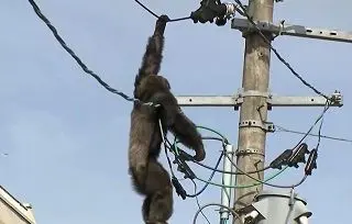 عاقبت شامپانزه‌ای که با سیم های برق بازی کرد + عکس