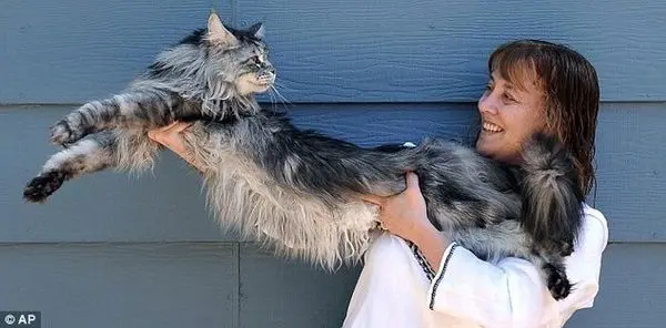 طولانی ترین گربه جهان+عکس