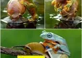 مسابقه قهرمانی حلزون ها! +عکس