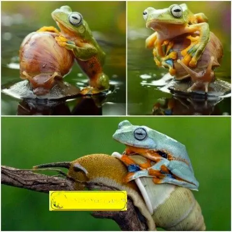 تنبل‌ترین قورباغه جهان+عکس