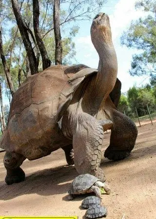 ساخت ویلچر برای لاک پشت آسیب دیده+عکس