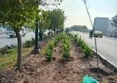 اجرای عملیات کول‌گذاری و کاشت ۱۱۵۰ متر مربع فضای سبز در بزرگراه شهید مدرس