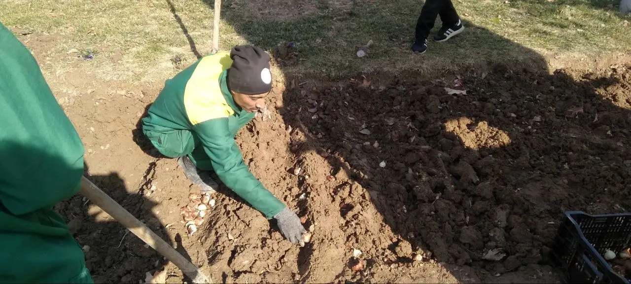 کاشت ۱۰ هزار پیاز لاله در منطقه۱۳ 