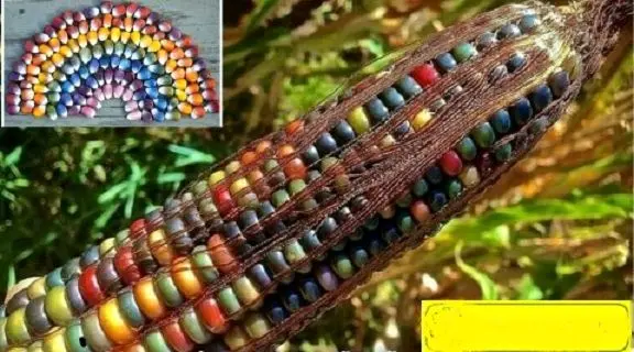 زیبا ترین ذرت دنیا +عکس