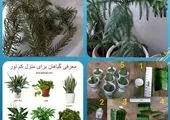 احداث  مزرعه آموزشی سالمندی در منطقه۱۳ کلید خورد 