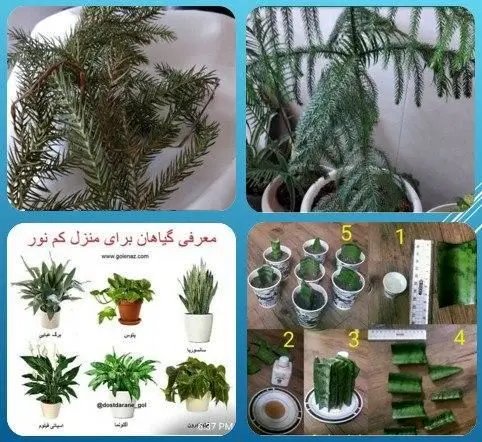 برپایی دوره های آموزشی مجازی نگهداری  گیاهان در منطقه 15