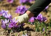 ضرورت نوسازی کارکردهای سنتی فروشگاههای مصرف تعاون روستایی کشور 