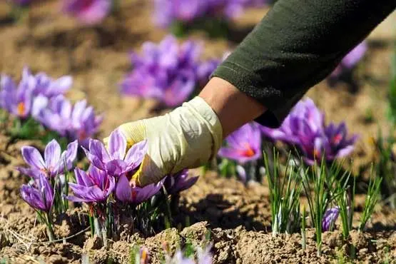 قرارداد آتی زعفران در بورس کالای ایران