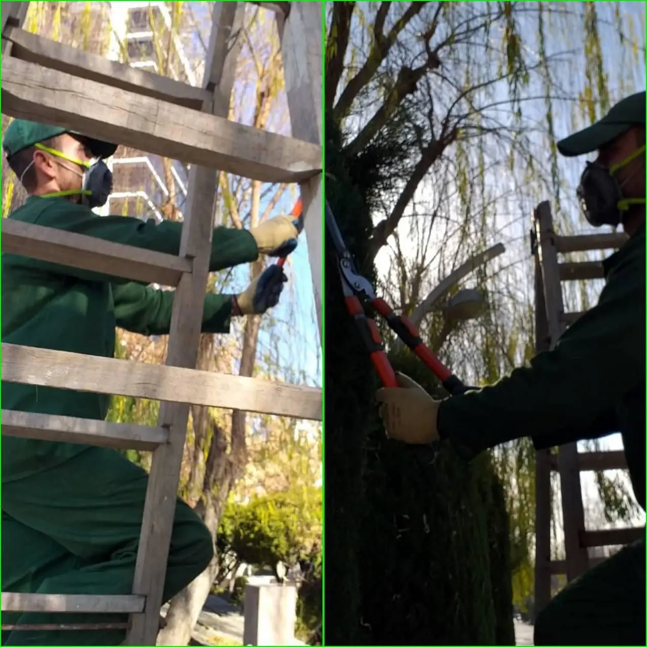 اجرای عملیات هرس درختان توسط شهرداری منطقه۶

