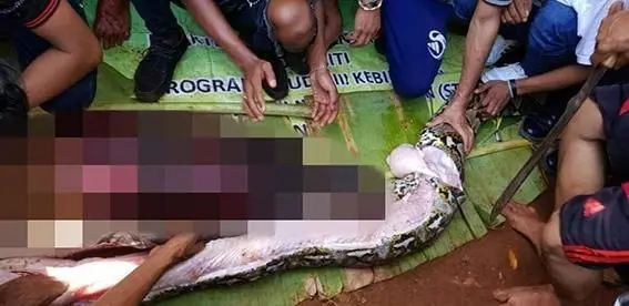 
لحظه وحشتناک بیرون کشیدن جسد زن از شکم مار پیتون! + عکس
