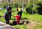 خدمات بی وقفه در شهر، از دمیدن نفس های سبز تا تیمار درختچه های منطقه یک 


