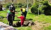 خدمات بی وقفه در شهر، از دمیدن نفس های سبز تا تیمار درختچه های منطقه یک 

