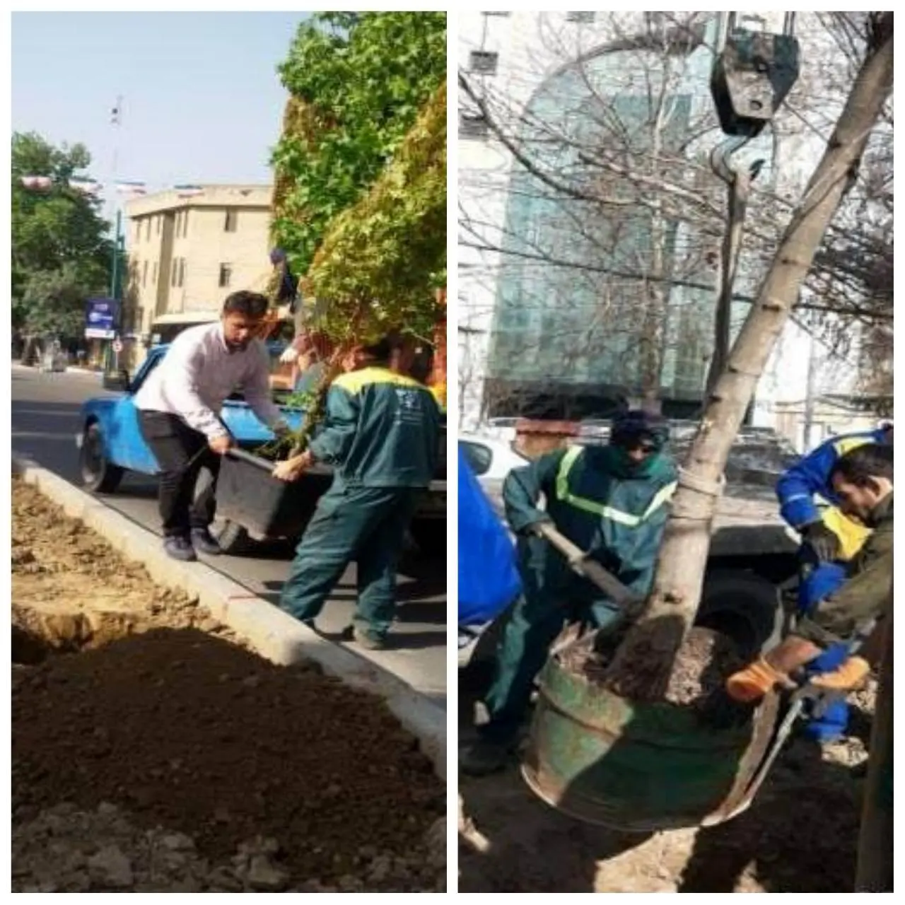 درختان جدید جایگزین درختان خشک می شوند