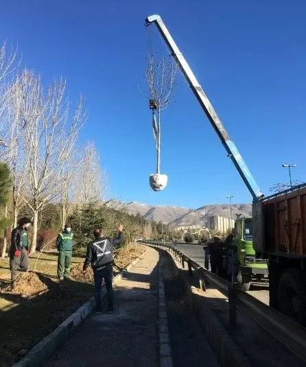 انتقال درختان پروژه پل غیر همسطح بزرگراه باقری - فرجام با رای کمیسیون ماده 7