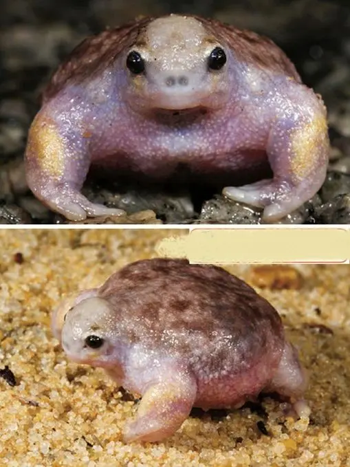 قورباغه بدنساز+عکس