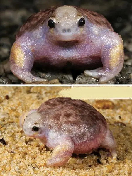 قورباغه بدنساز+عکس