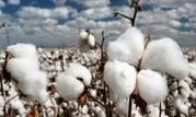 افزایش ۲۰ درصدی بهره‌وری آب با معرفی ارقام جدید پنبه

