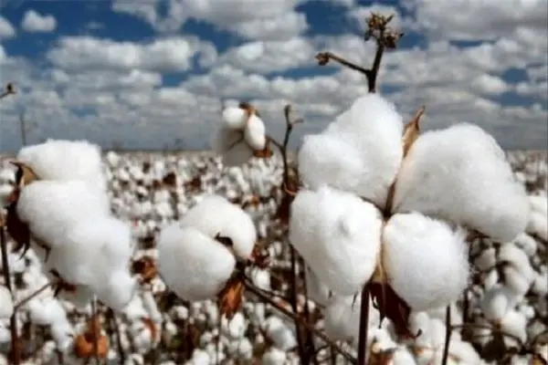 افزایش ۲۰ درصدی بهرهوری آب با معرفی ارقام جدید پنبه
