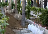 بیش از  1500 اصله درخت در منطقه 4 در مقابل آفات و بیماریها محافظت شدند 

