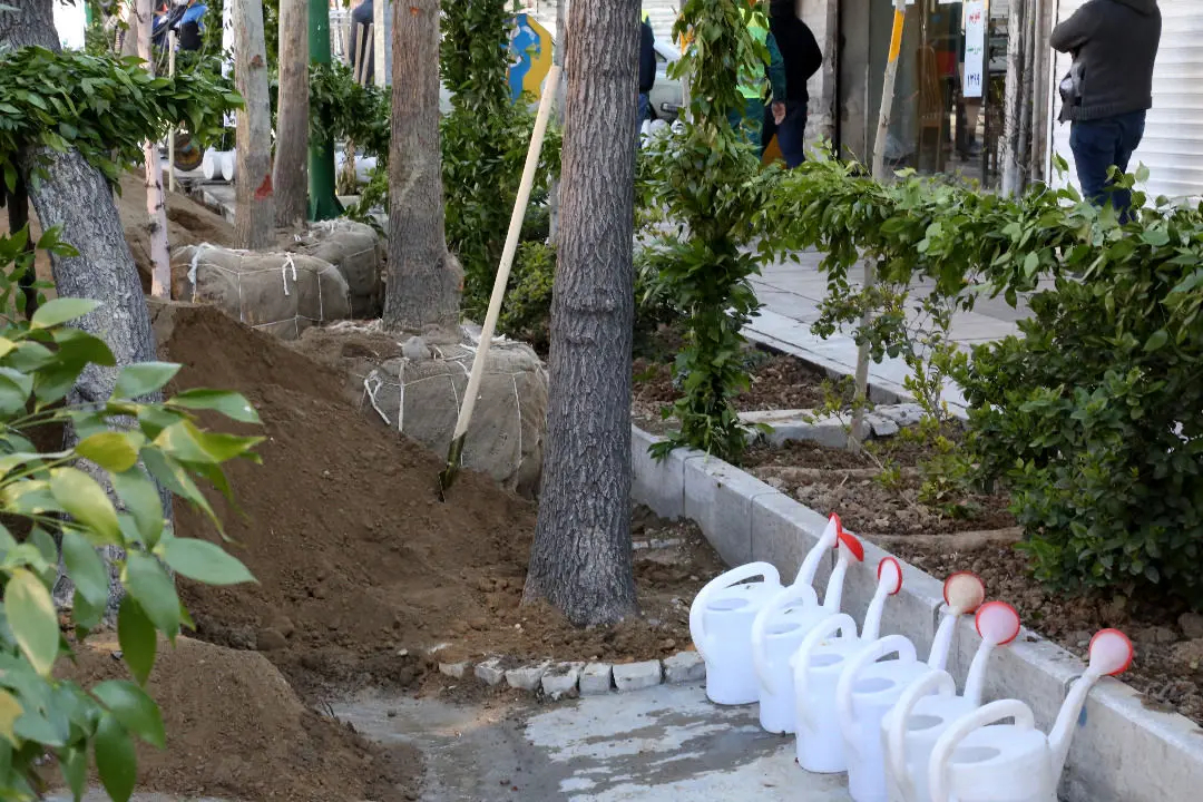 کاشت 2500 اصله نهال در نهضت درختکاری محله های مرکزی شهر تهران 

