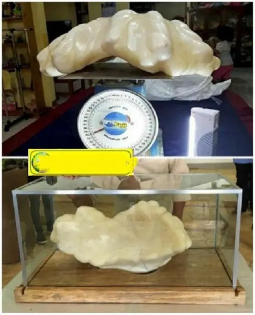 بزرگترین مروارید دنیا+عکس