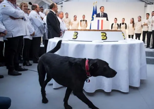 کیک بُری ماکرون و همسرش در جشن اپیفانی +عکس