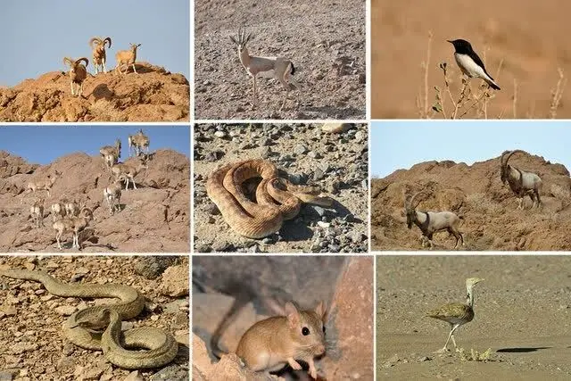 مخاطبان اردوزبان شبکه سحر به «پارک ملی سیاه کوه» می روند