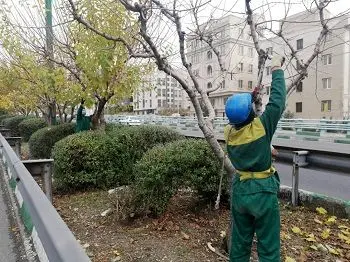 عملیات هرس زمستانه درختان بزرگراه ها و معابر منطقه2