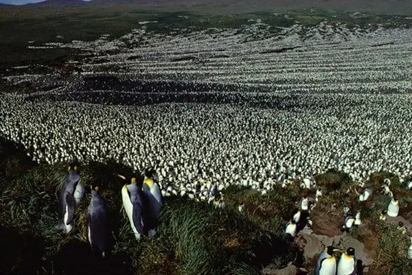 کاهش شدید جمعیت شاهپنگوئنهای جهان + عکس