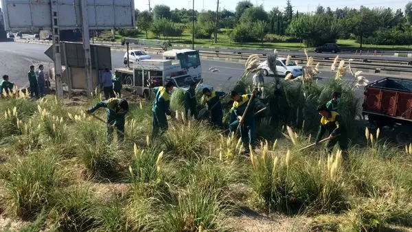 اجرای طرح ویژه نگهداشت فضای سبز در دو بزرگراه صدر و بابایی