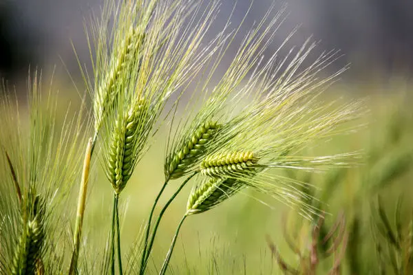 پایان کشت گندم در خوزستان 