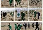 توزیع نهال رایگان در بوستان های منطقه سه تهران

