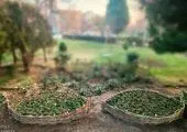  آغاز طرح استقبال از بهار در  معابر منطقه 15 با  اجرای فرش گل 