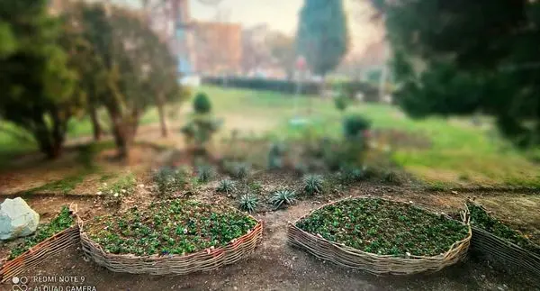 ساخت ۶۰ گلجای از سر شاخه های هرس شده درختان در منطقه۱۳